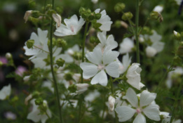 Malva moschata 'Alba'Muskuskaasjeskruid bestellen